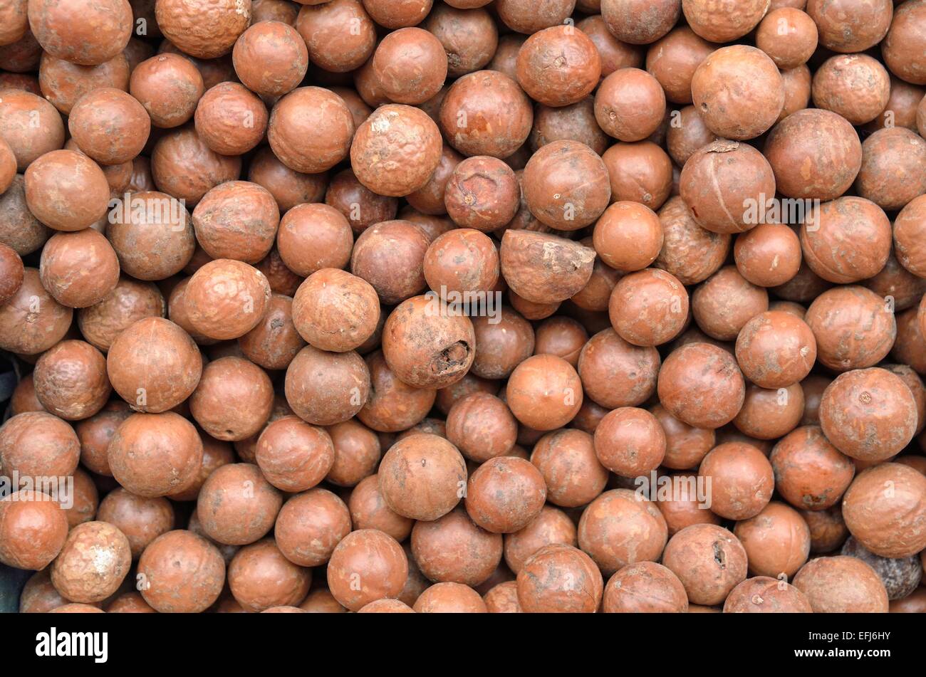 Macadamia nuts, Mexico Stock Photo Alamy