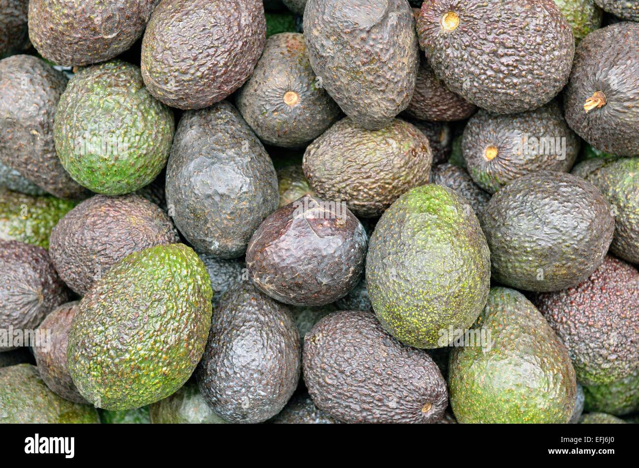Avocados (Persea americana), Mexico Stock Photo