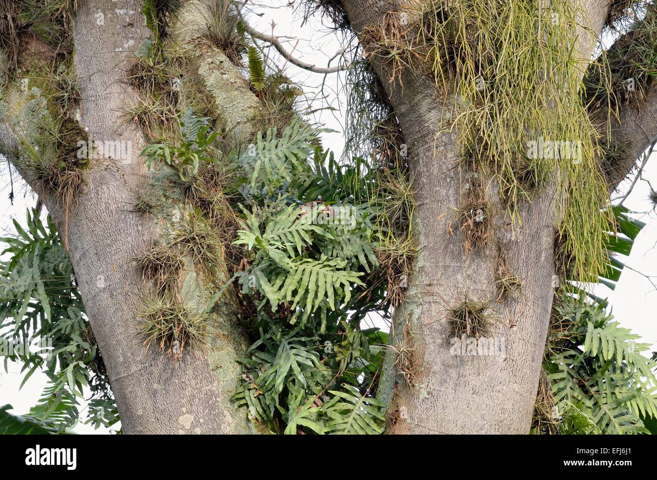 Tree trunk with Bromeliads (bromeliácea sp.) and Tillandsia (Tillandsia sp.), State of Veracruz, Mexico Stock Photo