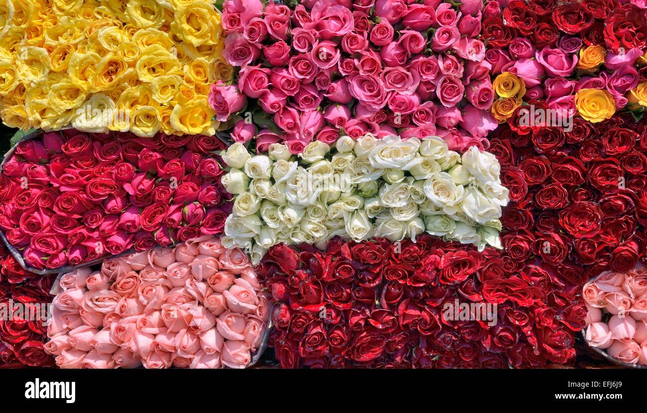 Freshly cut roses in various colours, for sale, State of Morelos, Mexico Stock Photo