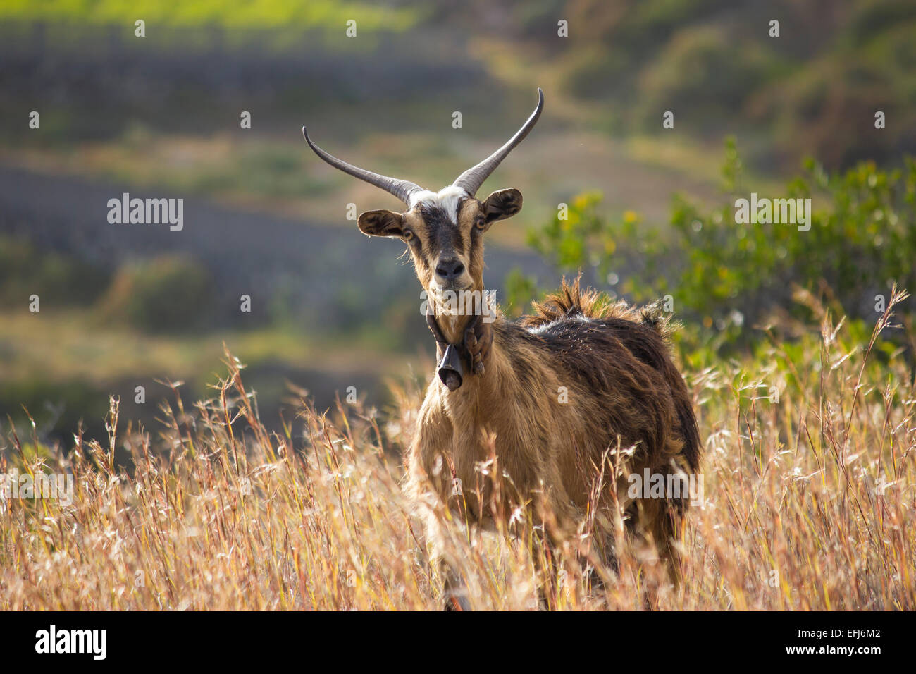 Goat (Capra), tall grass, La Palma, Canary Islands, Spain Stock Photo