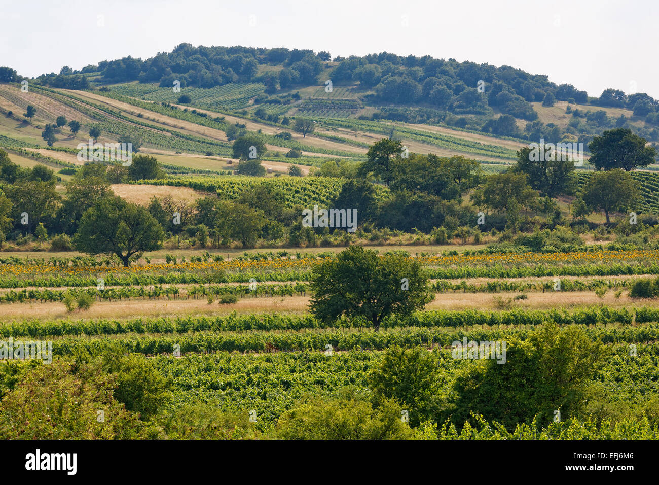 Vineyards near Oggau am Neusiedler See, Leitha Mountains, Northern Burgenland, Burgenland, Austria Stock Photo