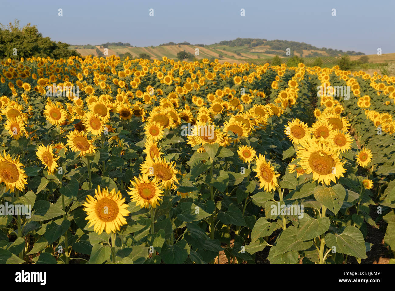 Sunflower field, Oggau am Neusiedler See, Northern Burgenland, Burgenland, Austria Stock Photo