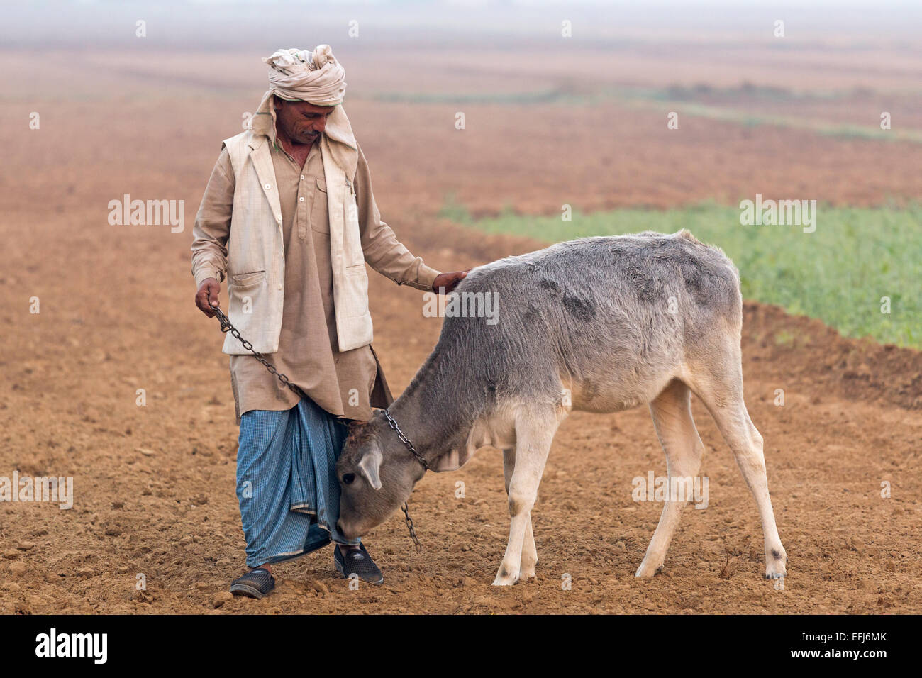India, Uttar Pradesh, Agra, village man holding young cow in field Stock Photo