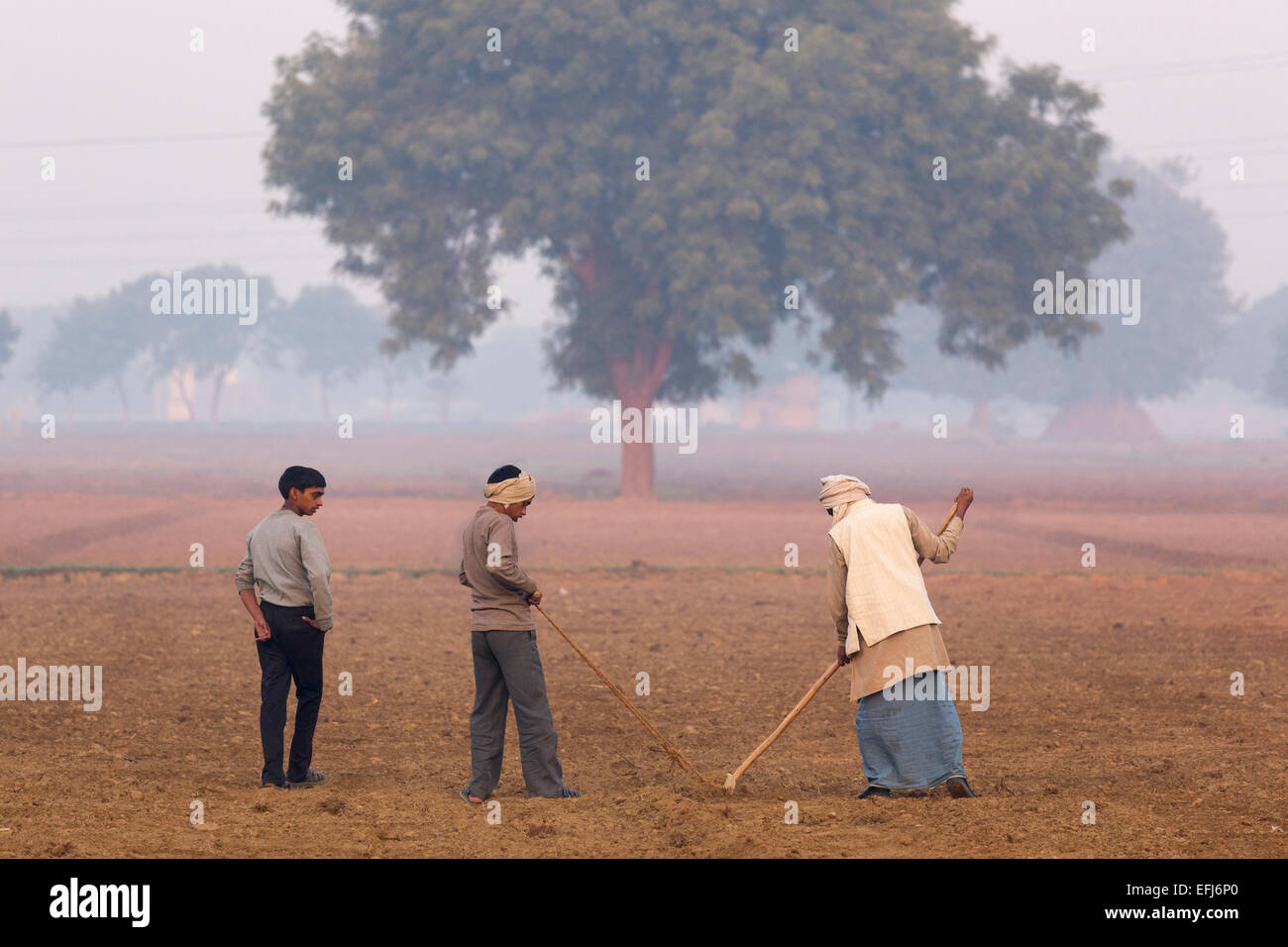 India, Uttar Pradesh, Agra, farmer hoeing his land with help from sons Stock Photo