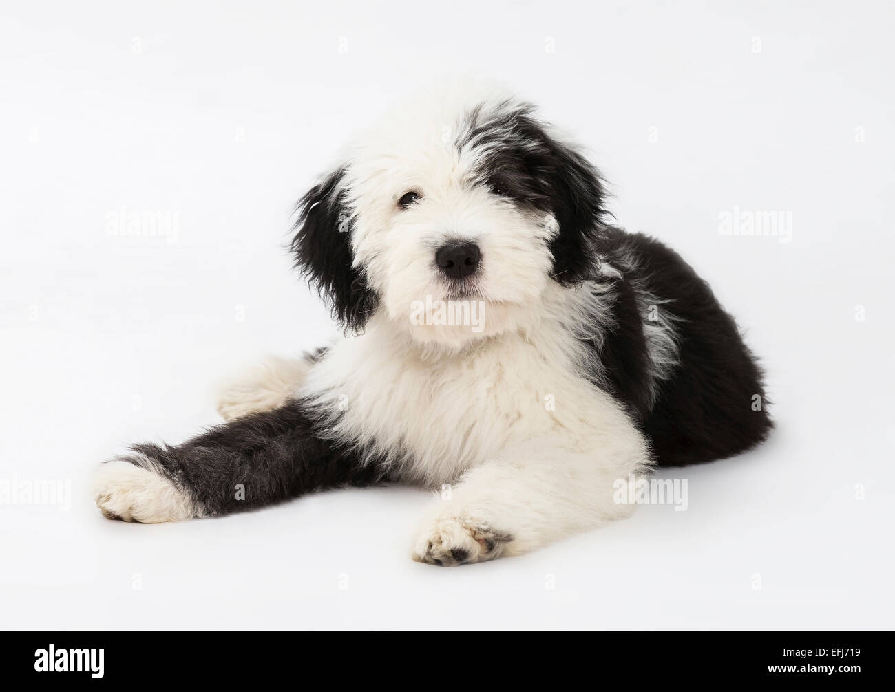 Old English Sheepdog Puppy High Resolution Stock Photography and Images -  Alamy