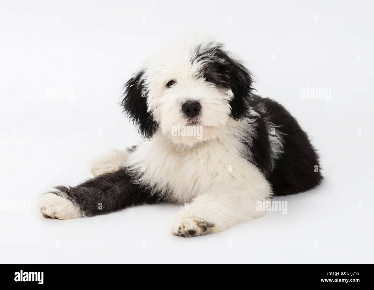 530+ Old English Sheepdog Puppy Pictures Stock Photos, Pictures