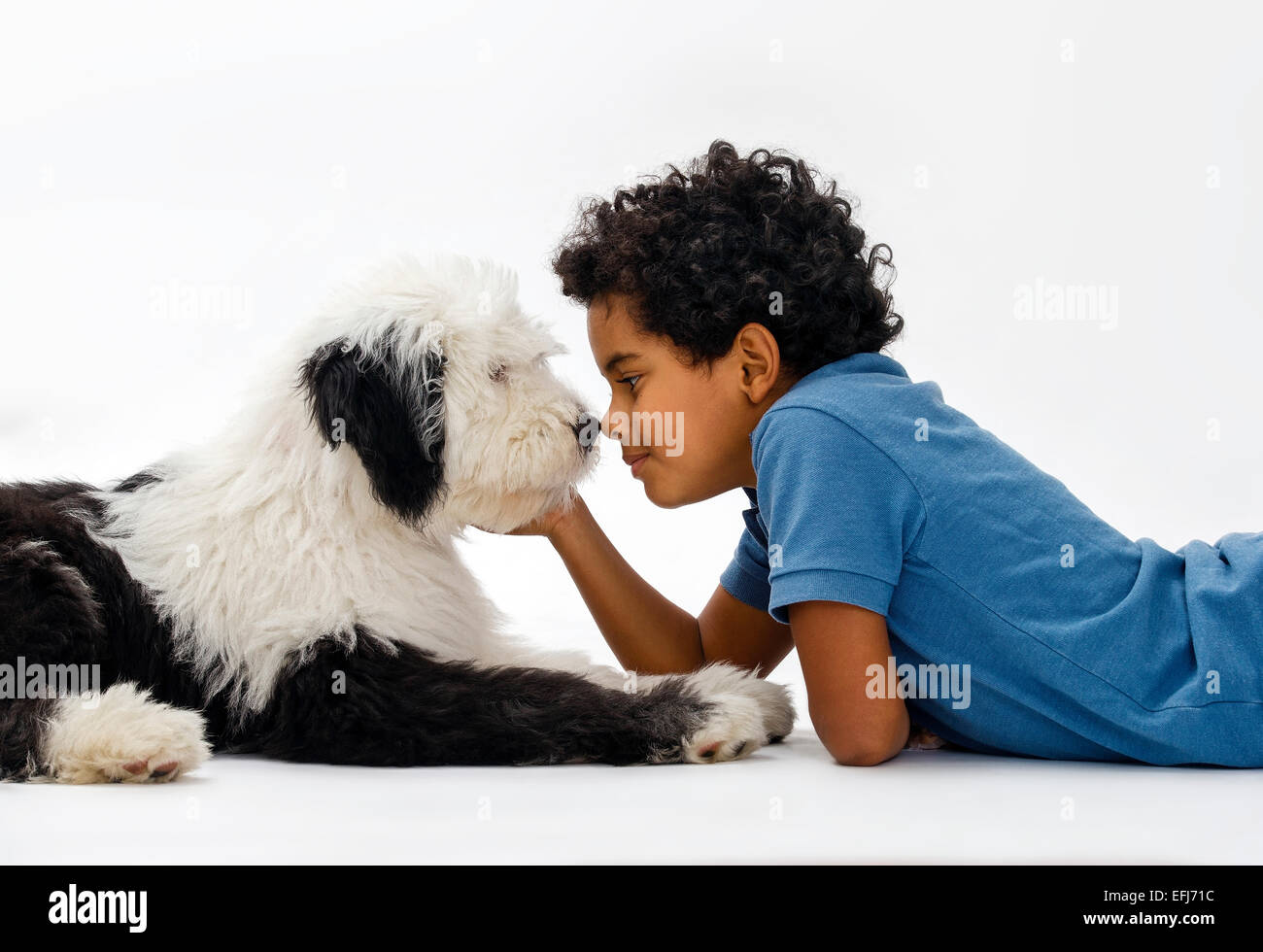 Boy, 8 years, cuddling with an Old English Sheepdog puppy, 4 months Stock Photo