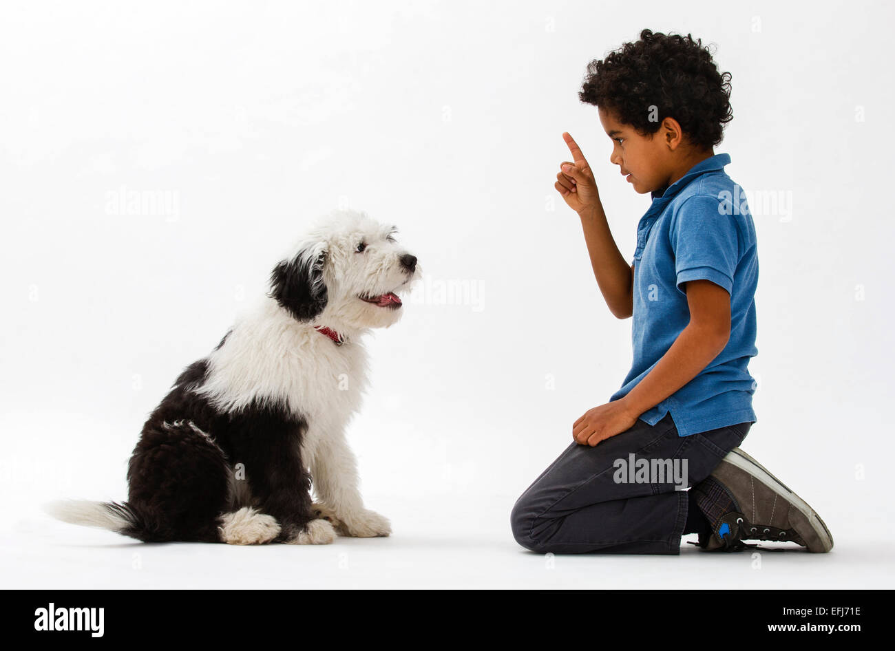 Boy, 8 years, training an Old English Sheepdog puppy, 4 months Stock Photo