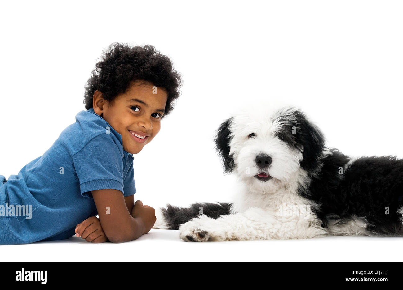Boy, 8 years, with an Old English Sheepdog puppy, 4 months Stock Photo