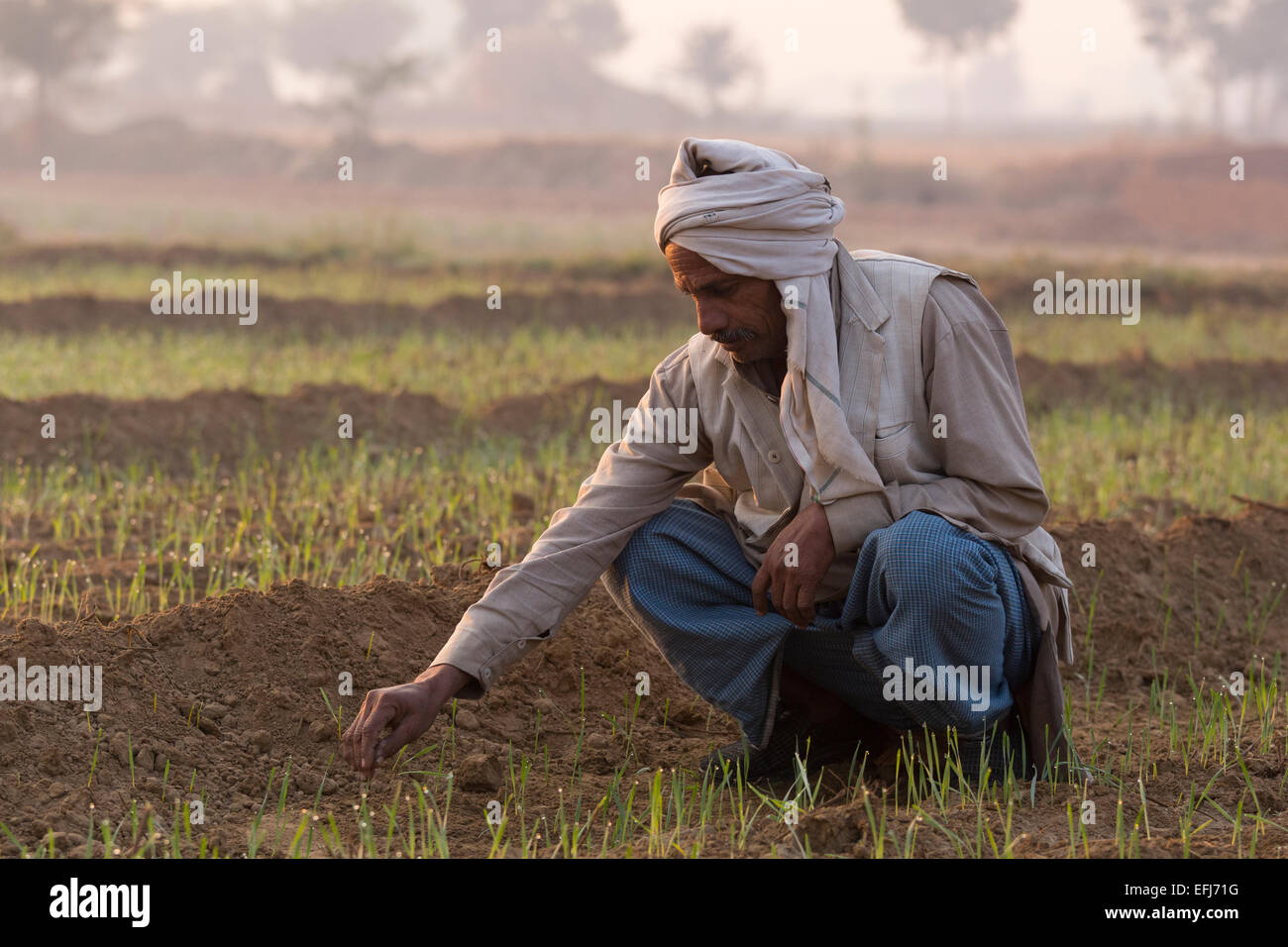 India, Uttar Pradesh, Agra, farmer inspecting his young crop Stock Photo