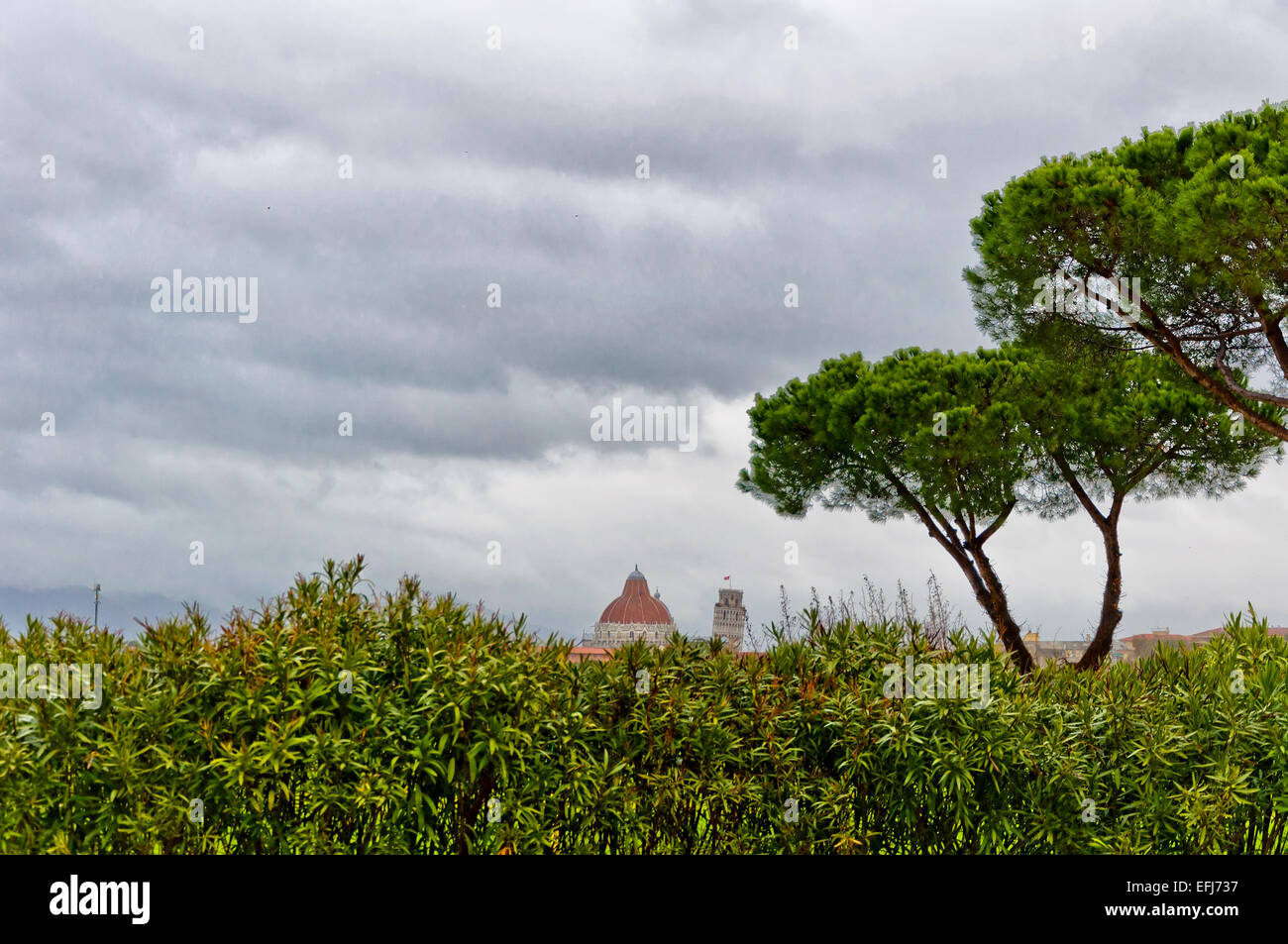 Pisa, Italy: top of Baptistery, Cathedral, and Leaning Tower appear in the background over a green hedge Stock Photo