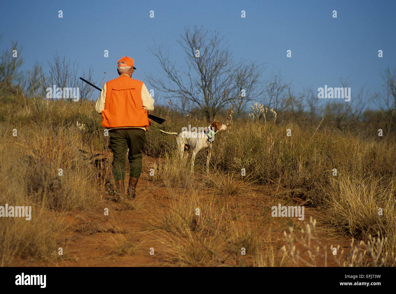 Texas quail hunter approaches an English Pointer dog pointing a covey of quail Stock Photo