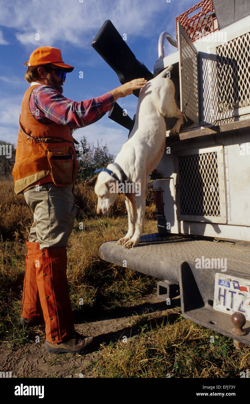A hunter unloads his dogs from a truck kennel while quail hunting on the King Ranch in South Texas Stock Photo