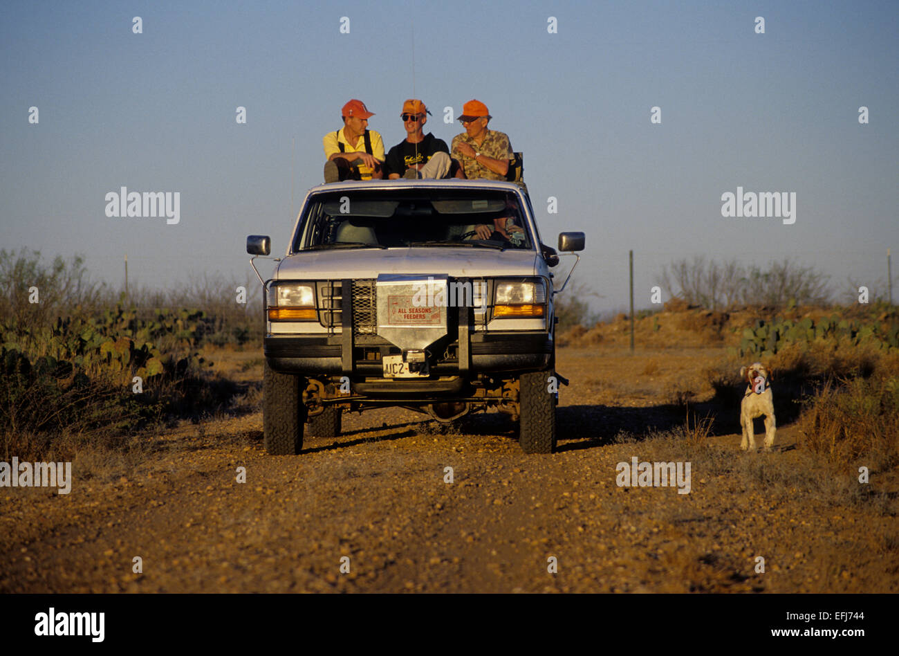 Hunters in a truck driving ranch roads with their dogs while quail hunting near Guthrie Texas Stock Photo