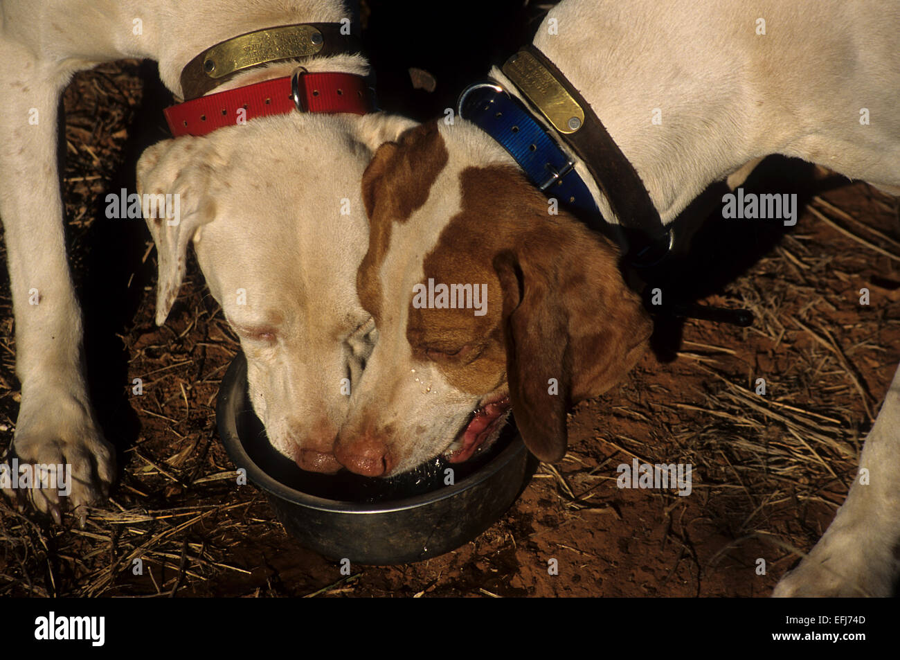 English Pointers drinking water from a pan while quail hunting near Guthrie Texas Stock Photo