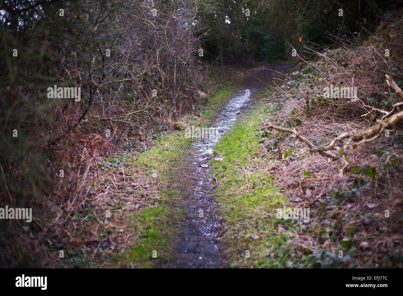 A country public footpath. Stock Photo