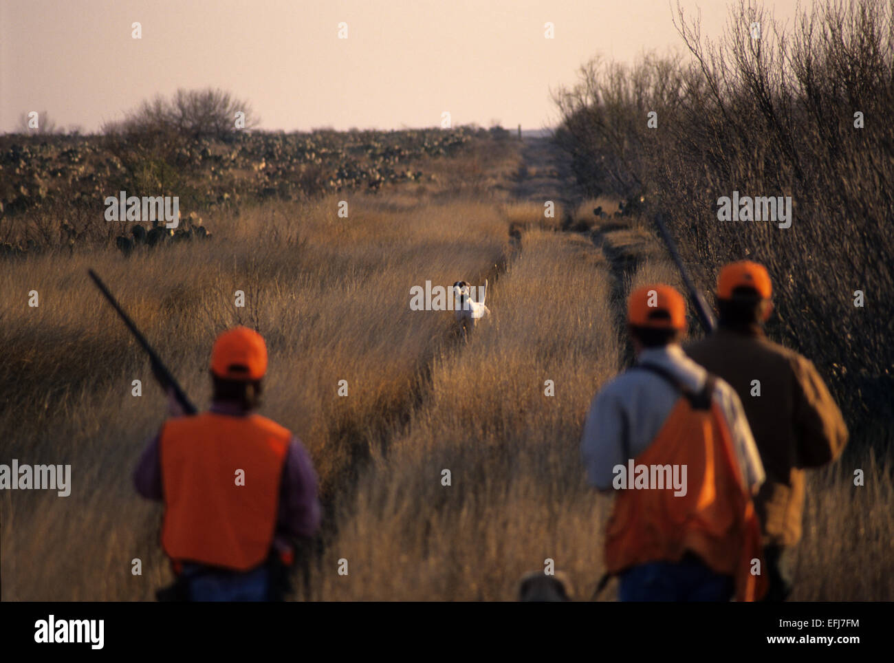 Hunters approach their dog point in tall grass while quail hunting near Guthrie Texas Stock Photo