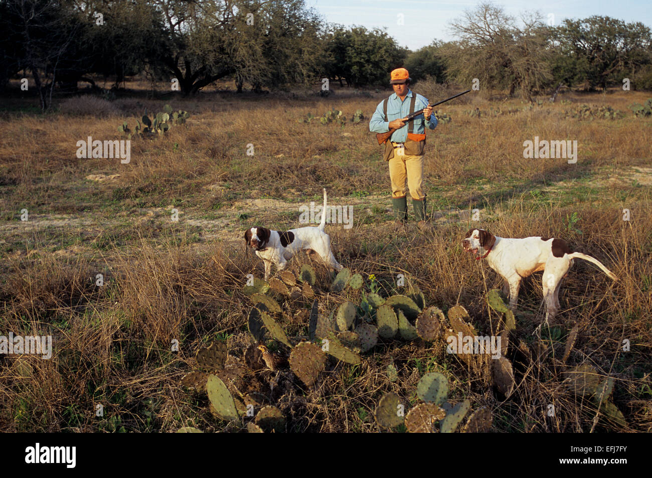 Texas quail hunter approaches two English Pointer dogs pointing a covey of quail Stock Photo