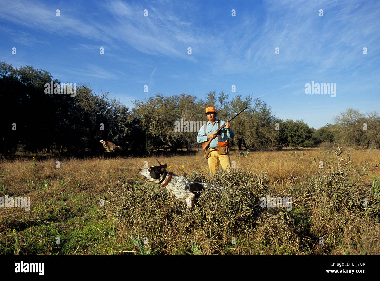 A hunter shoots as a flushing bobwhite quail as his dog lunges while hunting South Texas Stock Photo