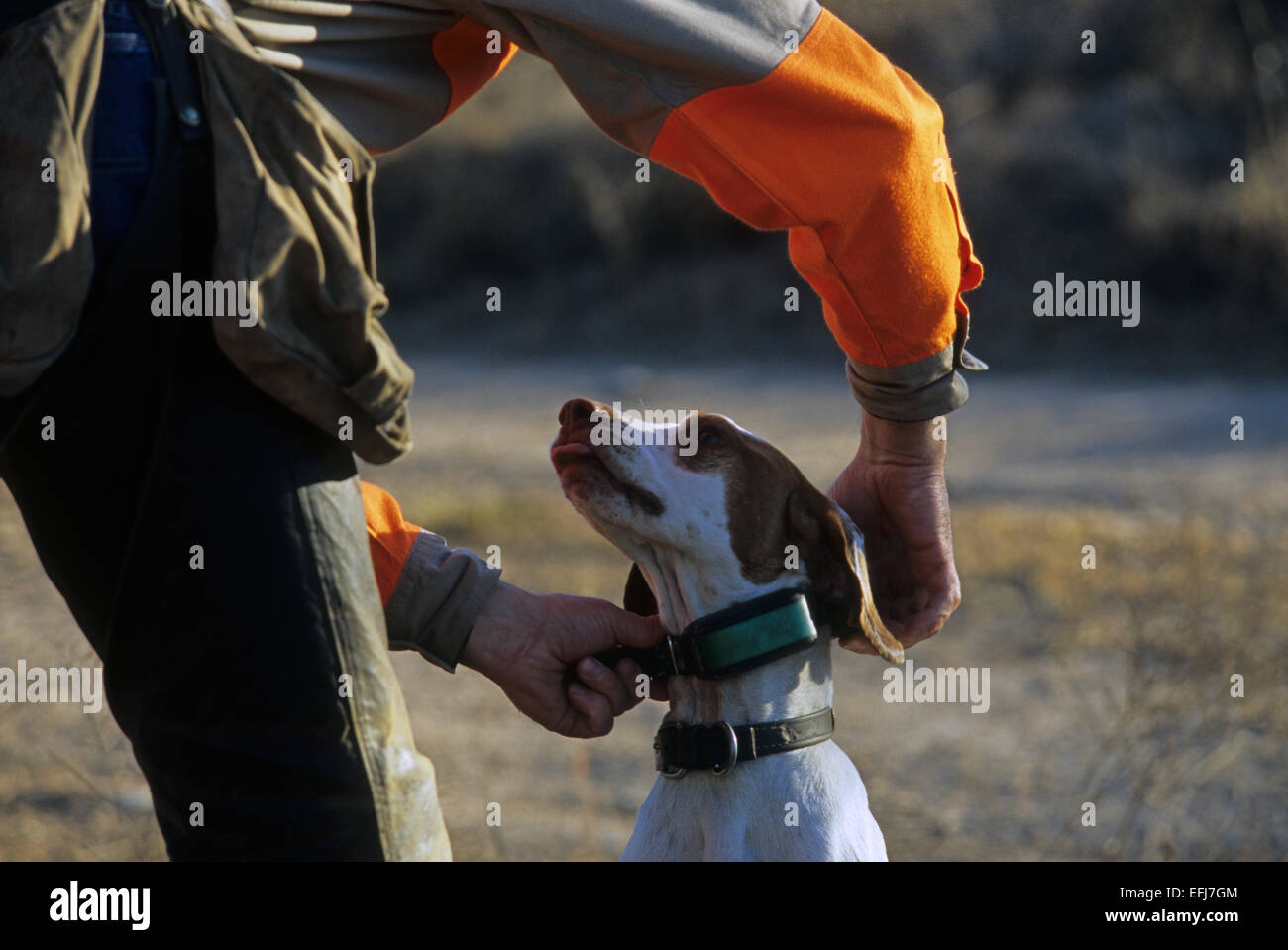 A hunter adjusts his dog training collar while quail hunting near Coleman Texas Stock Photo