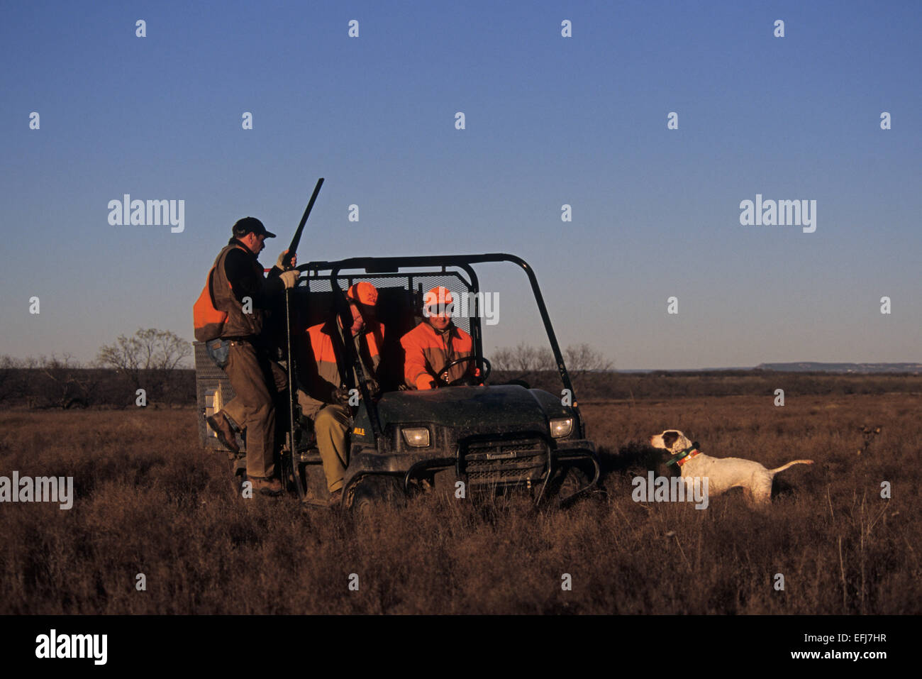 Hunters and their dog on an ATV while quail hunting near Coleman Texas Stock Photo
