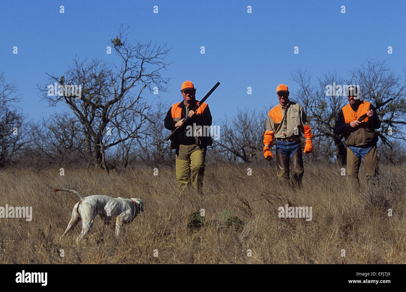 Texas quail hunters approaches an English Pointer dog pointing a covey of quail Stock Photo