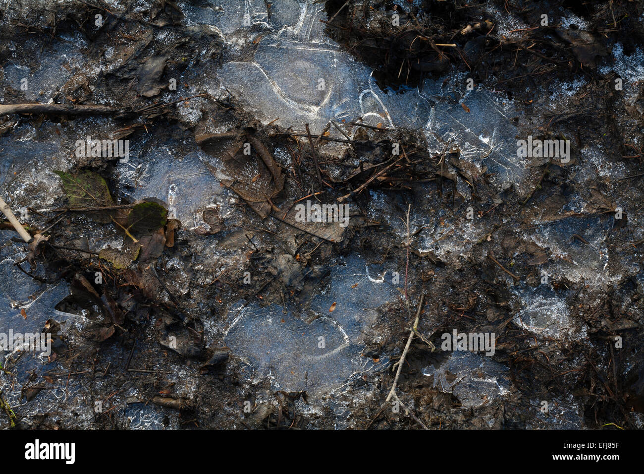 Frozen footprints in the wet mud. Stock Photo
