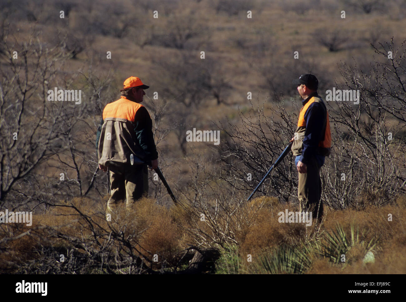 Hunters walking a brushy pasture while quail hunting near Coleman Texas Stock Photo Alamy