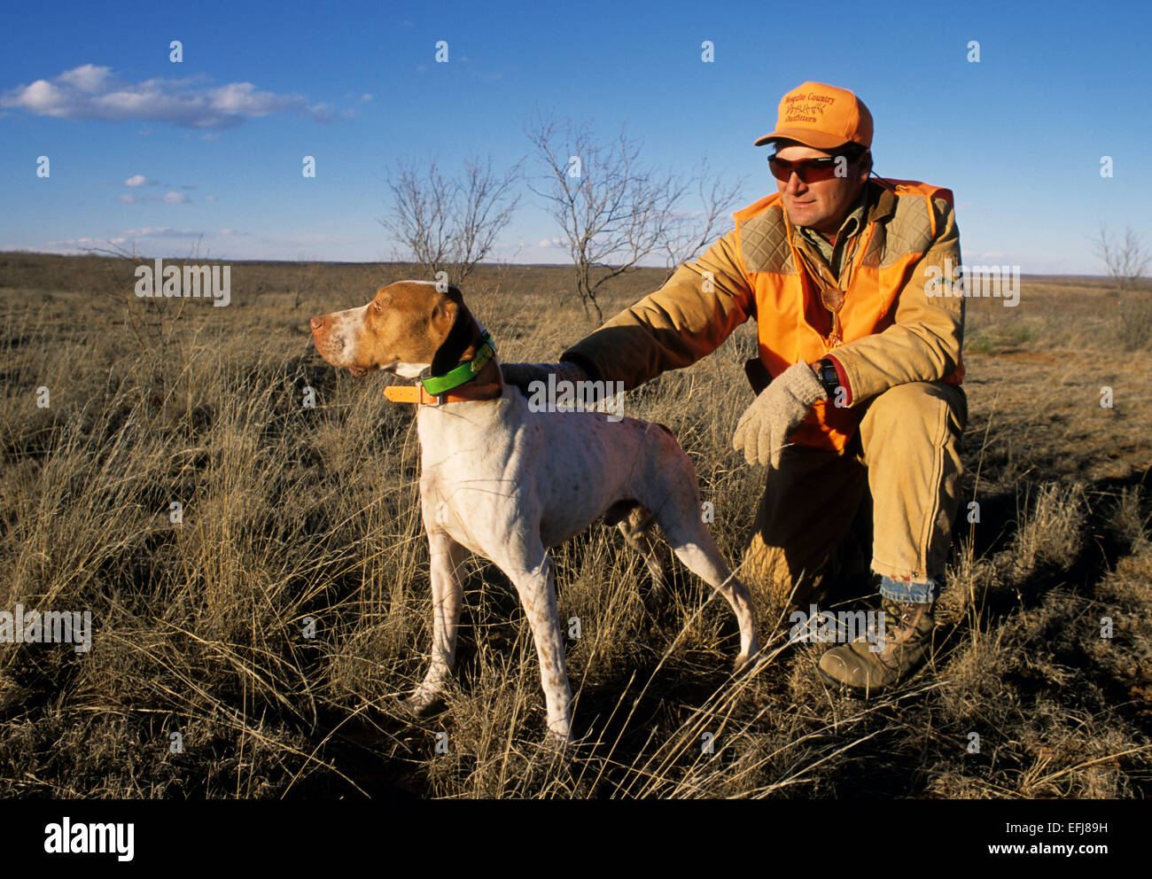 A hunter with his English Pointer dog while quail hunting near Guthrie Texas Stock Photo