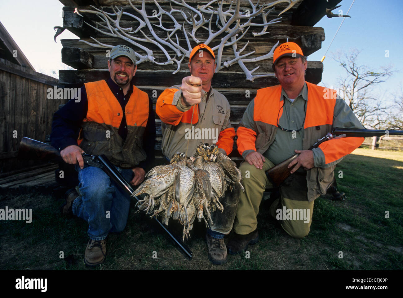 Texas quail hunters holding Bobwhite quail (Colinus virginianus) while hunting on a ranch Stock