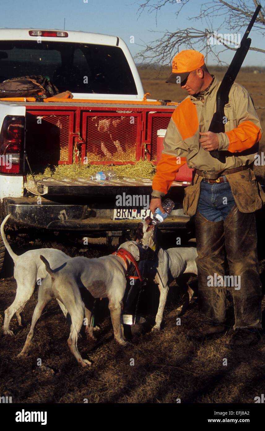 English Pointers drinking water from a hunter while quail hunting near Coleman Texas Stock Photo