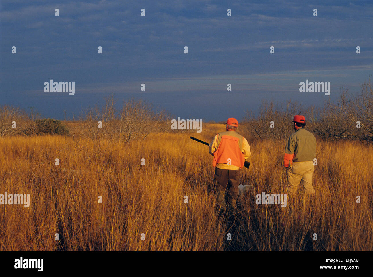 Texas quail hunters approaches an English Pointer dog pointing a covey of quail Stock Photo
