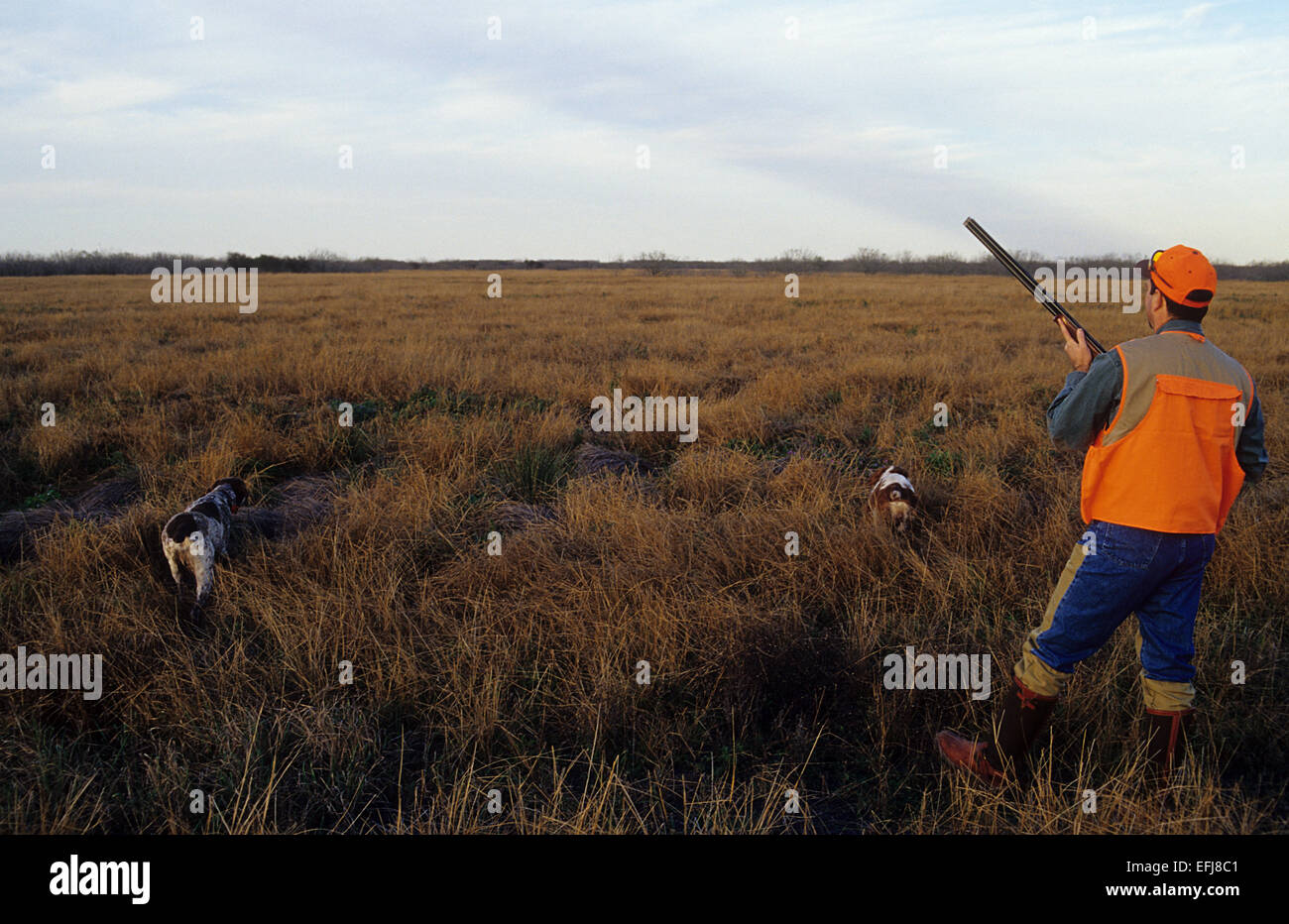 Texas quail hunter approaches two Brittany Spaniel dogs pointing a covey of quail Stock Photo