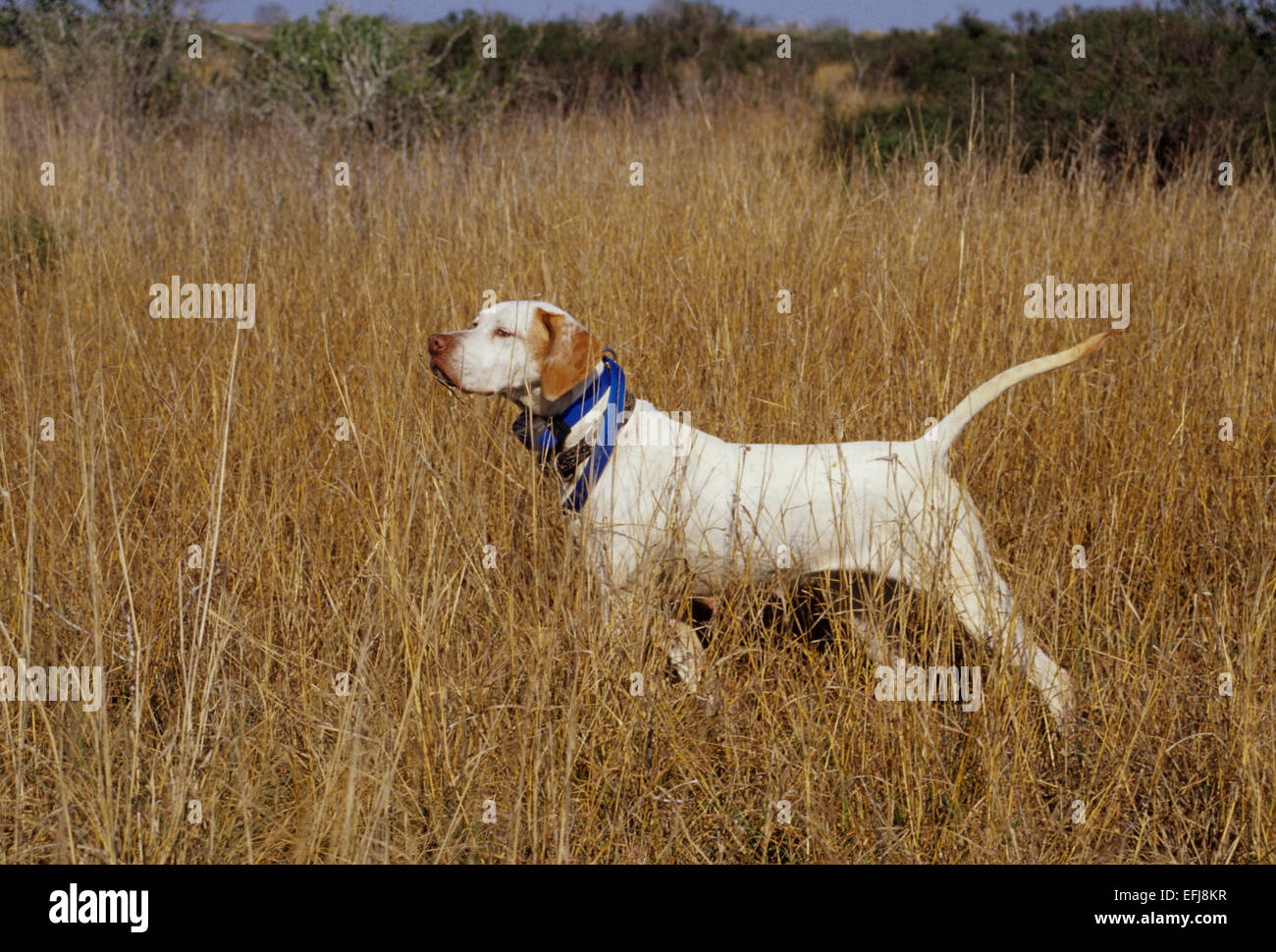 English pointer hunting dog pointing a covey of quail on a hunt in West