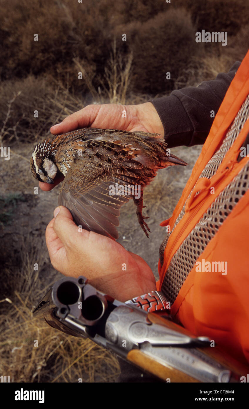 A Texas quail hunter holding Bobwhite quail (Colinus virginianus) and