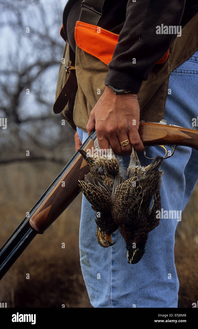 A Texas quail hunter holding Bobwhite quail (Colinus virginianus) and