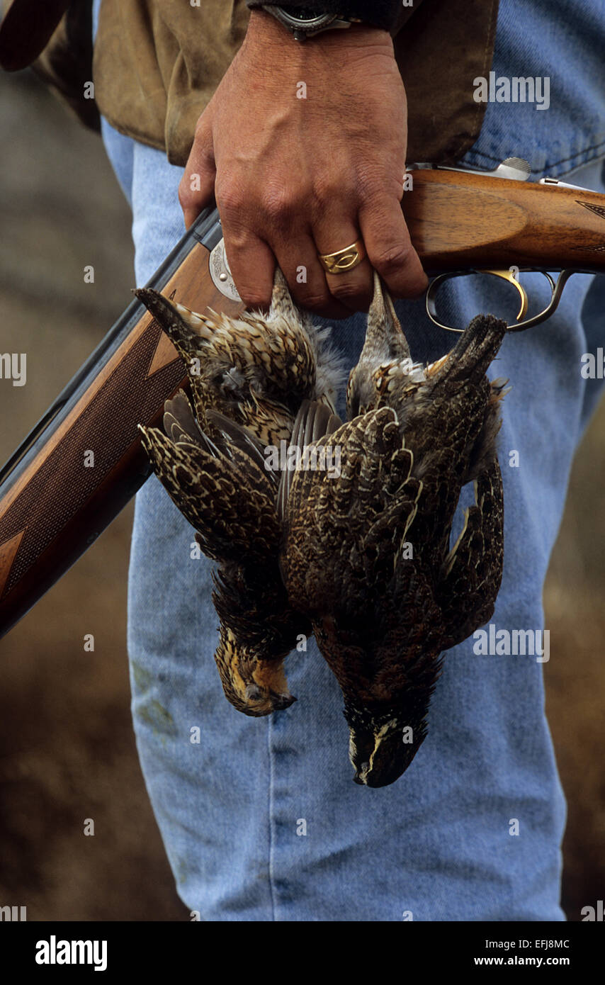 A Texas quail hunter holding Bobwhite quail (Colinus virginianus) and
