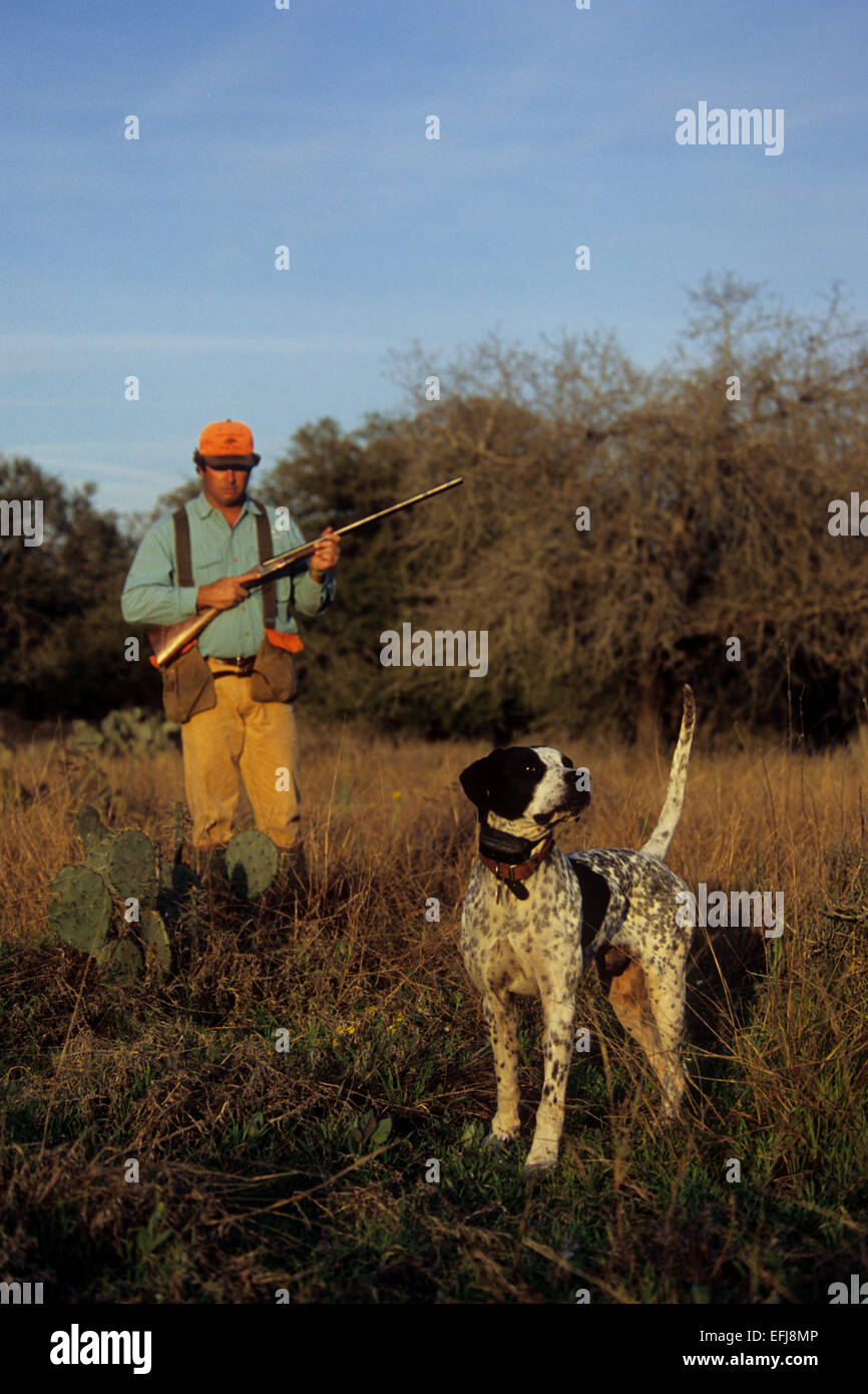 Texas quail hunter approaches an English Pointer dog pointing a covey of quail Stock Photo