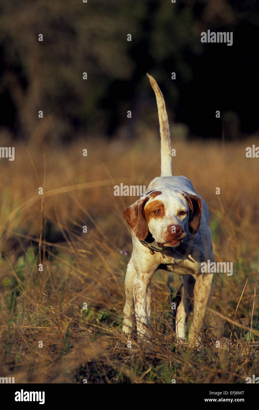 English pointer hunting dog pointing a covey of quail on a hunt in West