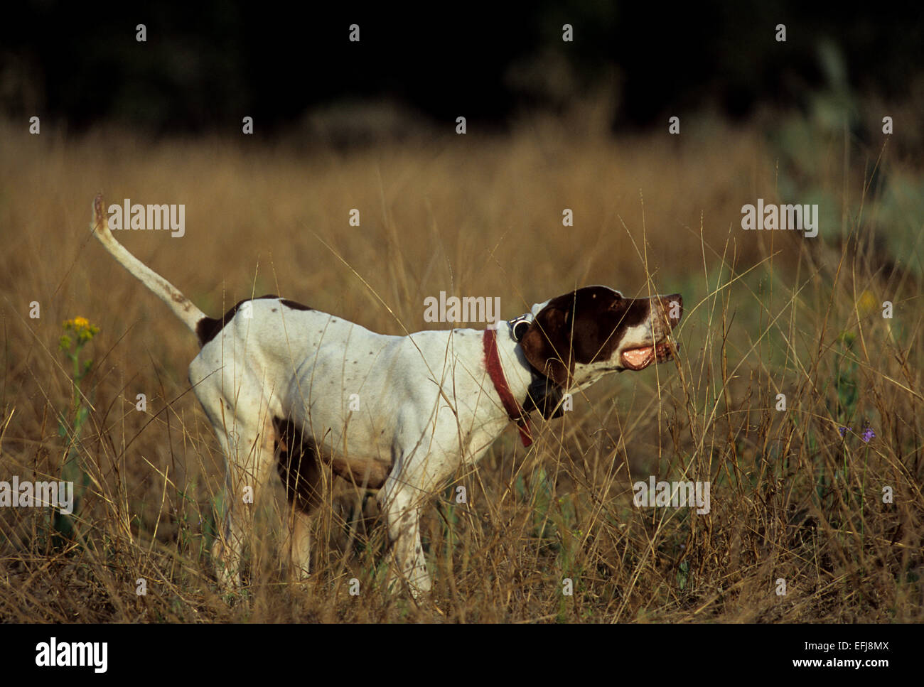 English pointer hunting dog pointing a covey of quail on a hunt in West Texas Stock Photo