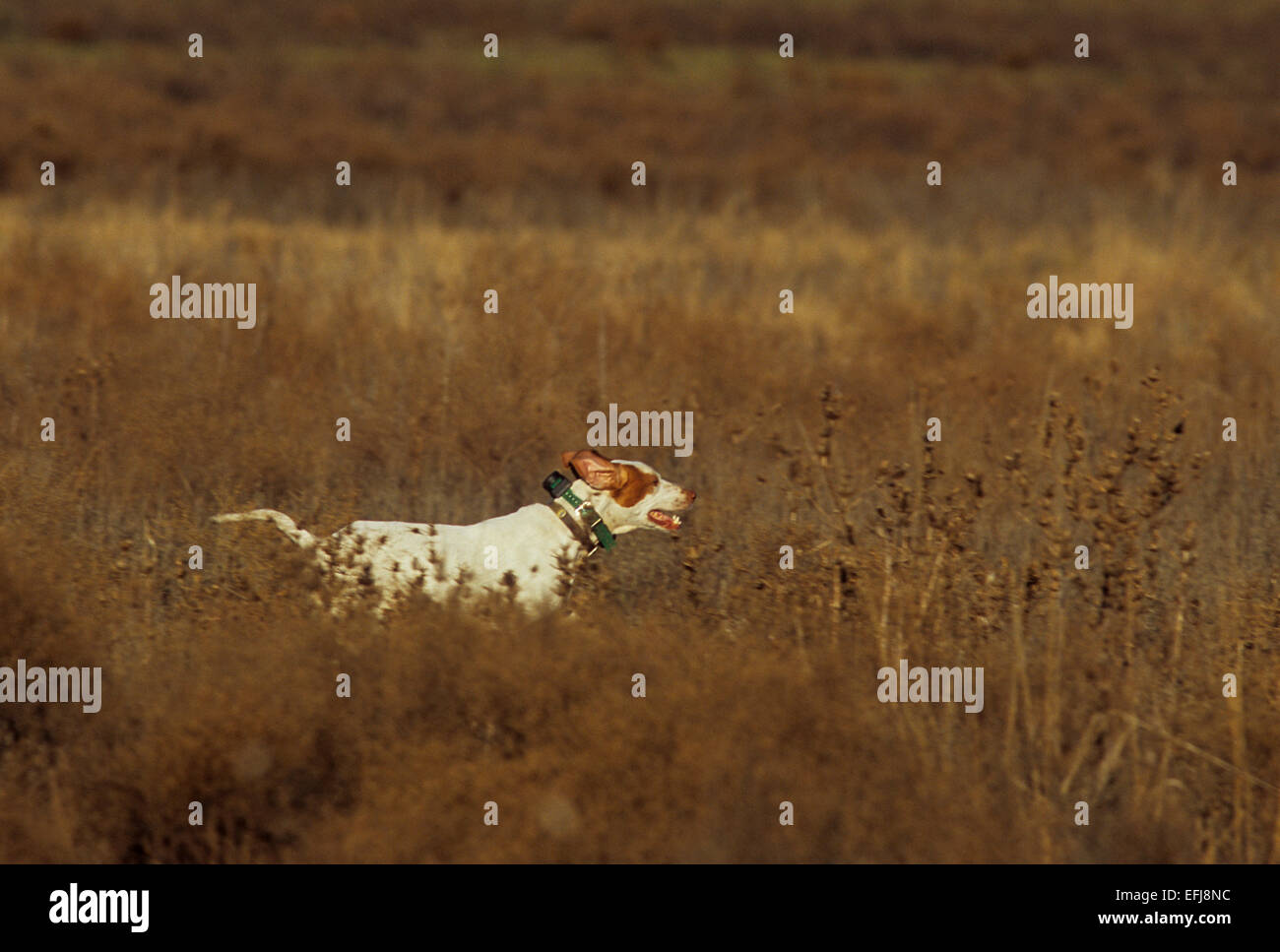 An English Pointer runs through high grass while quail hunting near Coleman Texas Stock Photo