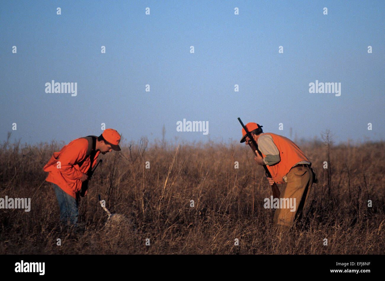 Hunters look for a bobwhite in tall grass while quail hunting near
