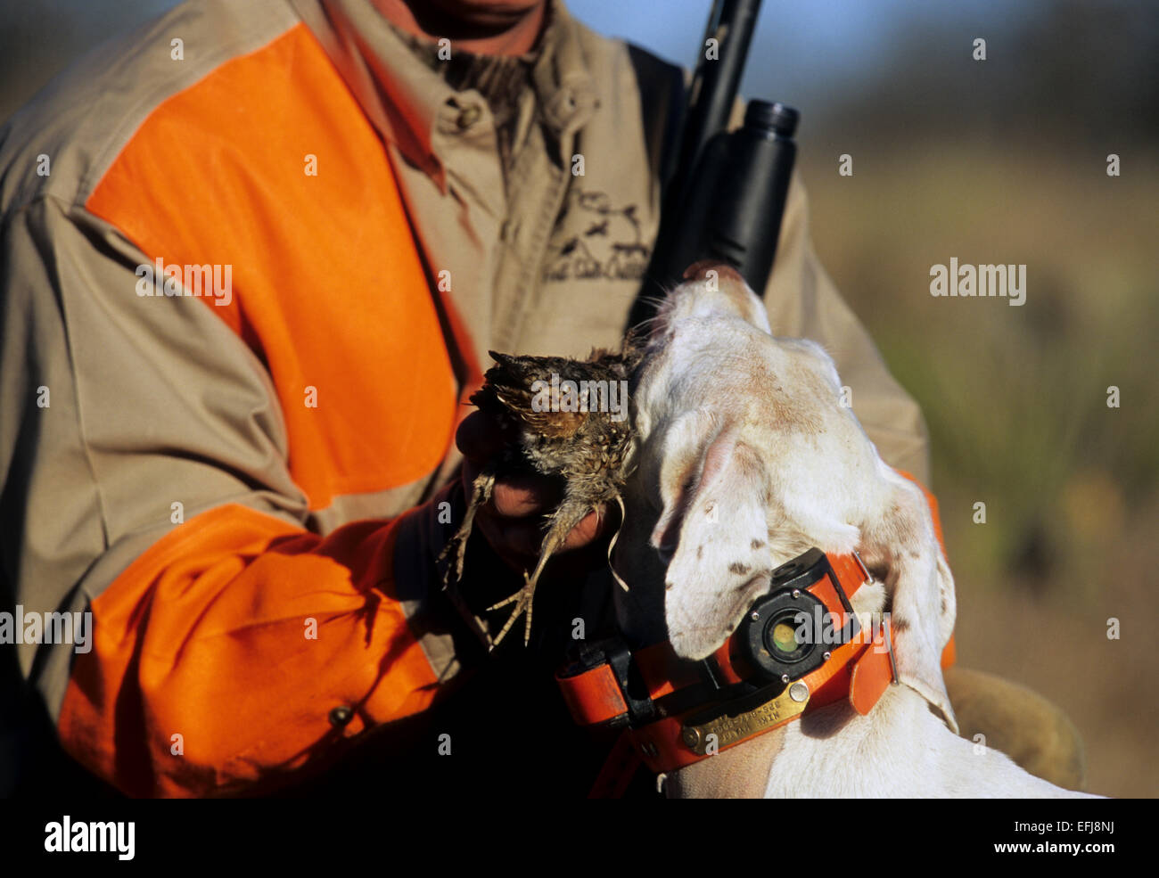 A Texas quail hunter holding Bobwhite quail (Colinus virginianus) with his dog while hunting on a ranch Stock Photo