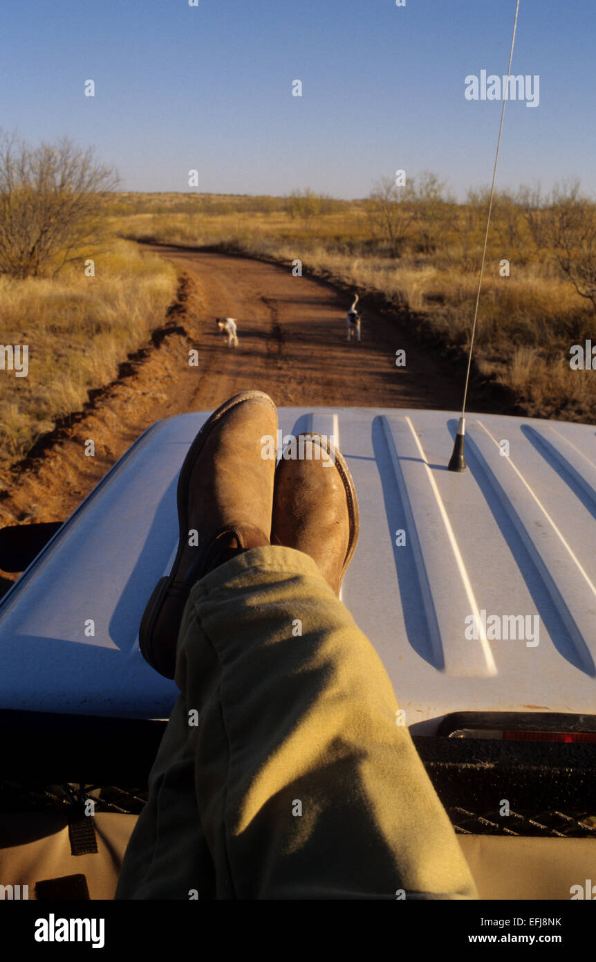 A hunter watches his dogs from atop a truck while quail hunting near Guthrie Texas Stock Photo