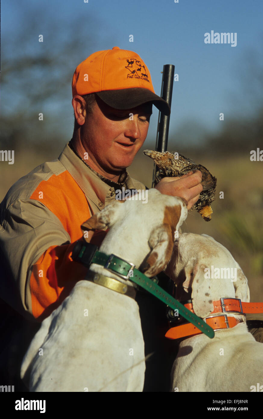 A Texas quail hunter holding Bobwhite quail (Colinus virginianus) with his dogs while hunting on a ranch Stock Photo