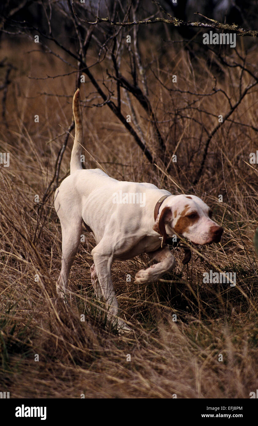 English pointer hunting dog pointing a covey of quail on a hunt in West Texas Stock Photo