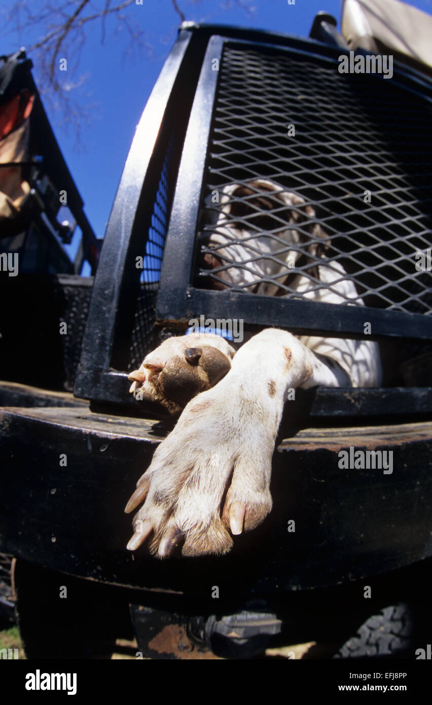 An English pointer resting in a truck kennel while quail hunting near Guthrie Texas Stock Photo