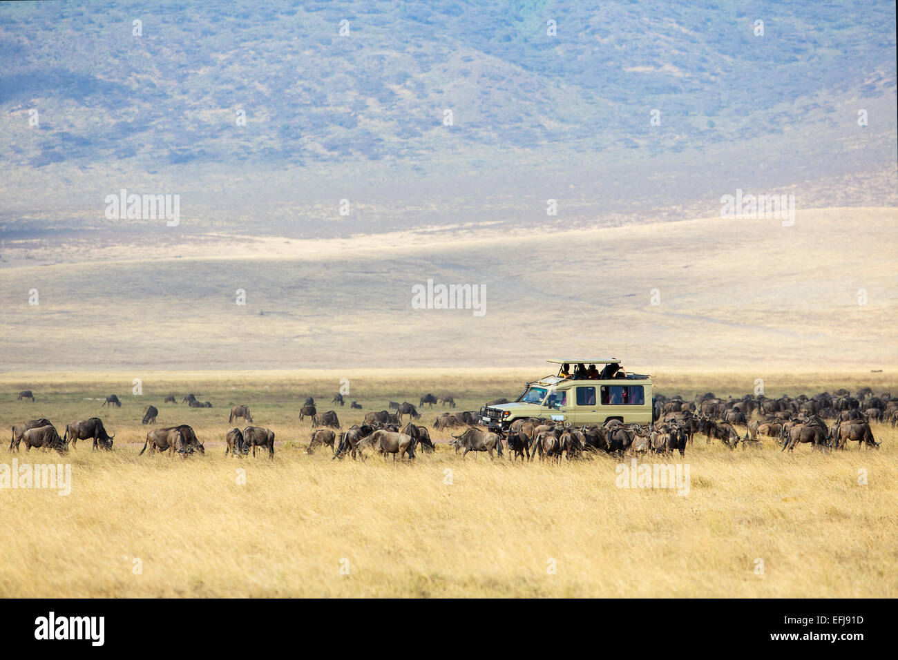 Safari tourists on game drive in Ngorongoro Stock Photo