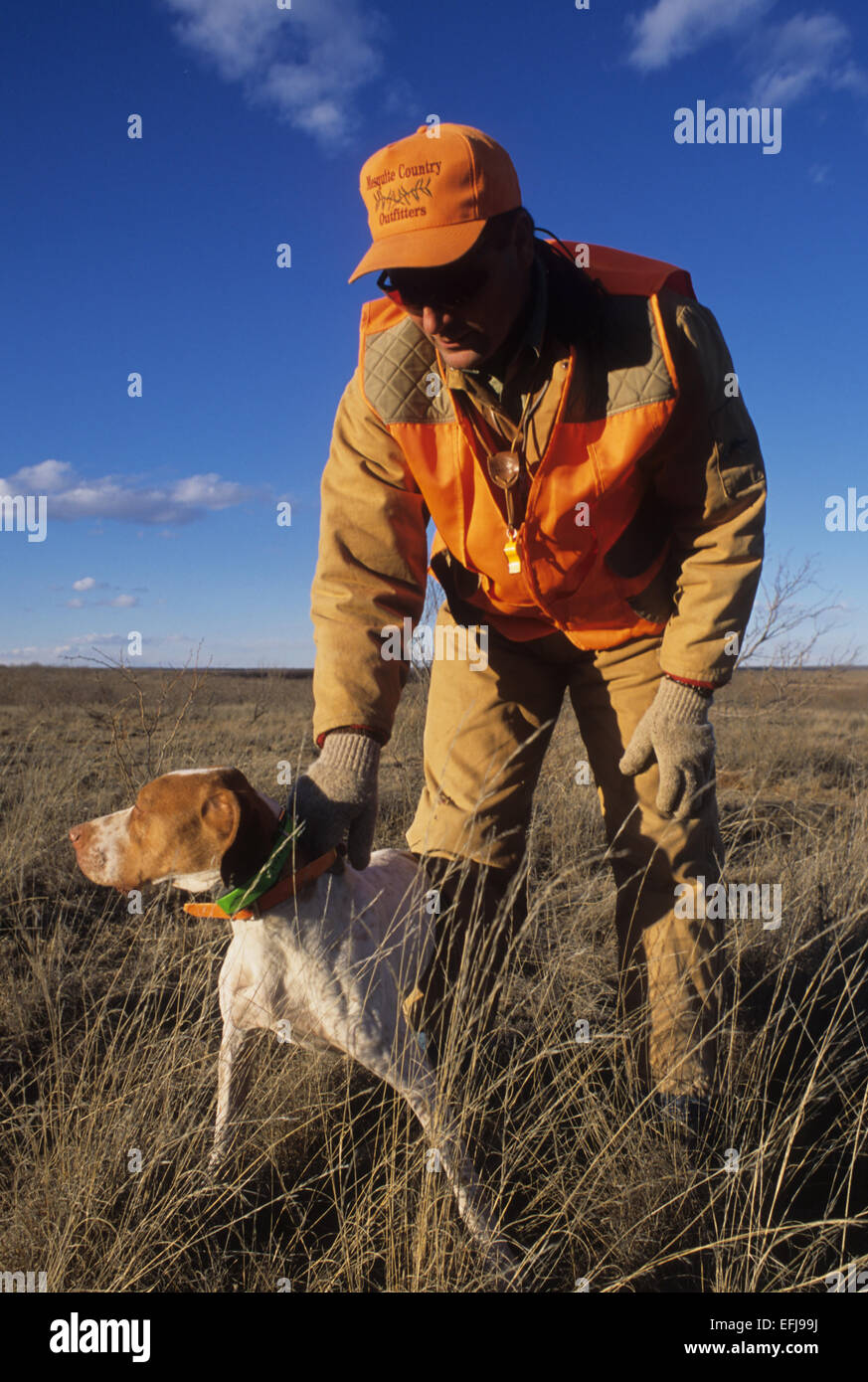 A hunter with his English Pointer dog while quail hunting near Guthrie Texas Stock Photo